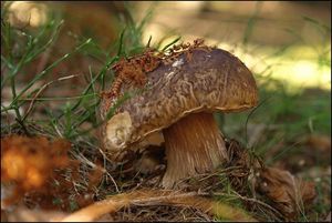 Klikni pro velký obrázek