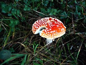 Klikni pro velký obrázek