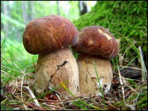 Klikni pro velký obrázek