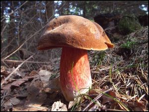 Klikni pro velký obrázek