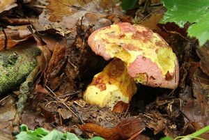 Klikni pro velký obrázek