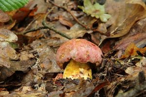 Klikni pro velký obrázek