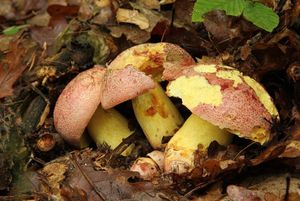 Klikni pro velký obrázek