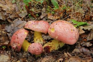 Klikni pro velký obrázek