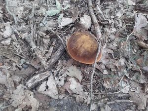 Klikni pro velký obrázek