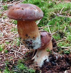 Klikni pro velký obrázek