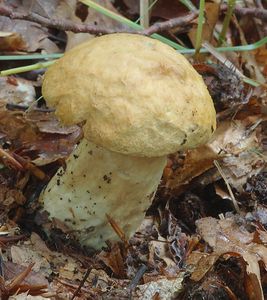 Klikni pro velký obrázek