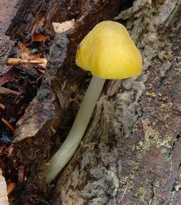 Klikni pro velký obrázek