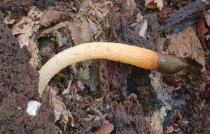 Klikni pro velký obrázek