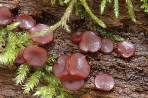 Klikni pro velký obrázek