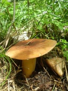 Klikni pro velký obrázek