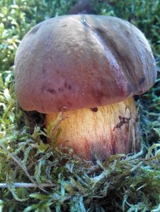 Klikni pro velký obrázek