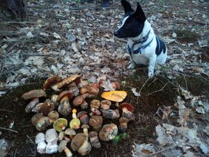 Klikni pro velký obrázek