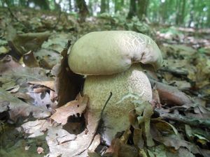 Klikni pro velký obrázek