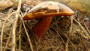 Klikni pro velký obrázek