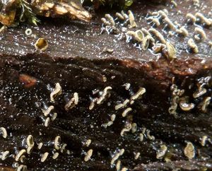 Pachlupáček nazelenalý - Neodassyscypha cerina  (Pers.) Spooner