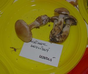 Klikni pro velký obrázek