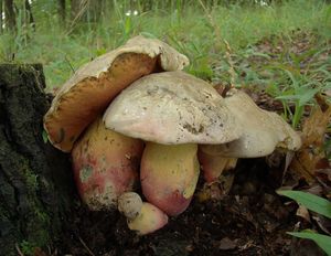 Klikni pro velký obrázek