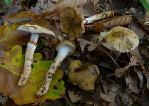 Klikni pro velký obrázek