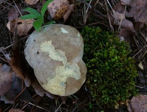 Klikni pro velký obrázek