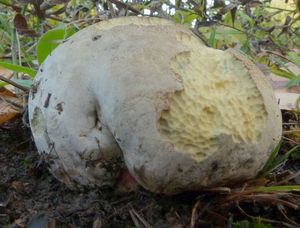 Klikni pro velký obrázek