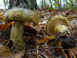 Klikni pro velký obrázek