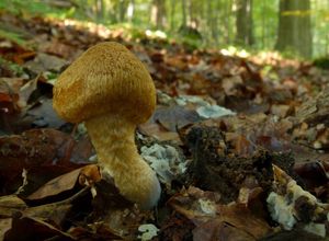 Klikni pro velký obrázek