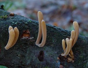 Klikni pro velký obrázek