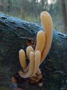 Klikni pro velký obrázek