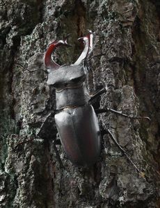 Klikni pro velký obrázek