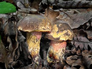 Klikni pro velký obrázek