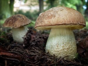 Klikni pro velký obrázek