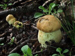 Klikni pro velký obrázek