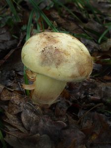 Klikni pro velký obrázek