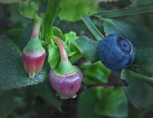 Brusnice borůvka (Vaccinium myrtillus)