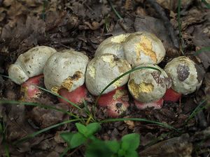 Klikni pro velký obrázek