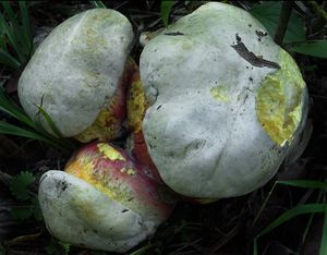 Klikni pro velký obrázek