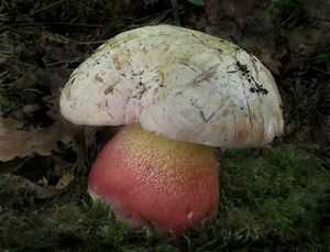 Klikni pro velký obrázek