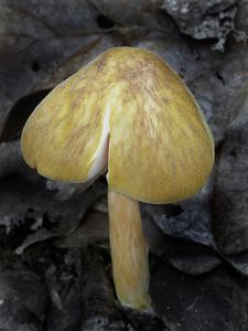 Klikni pro velký obrázek