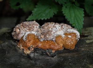 Klikni pro velký obrázek