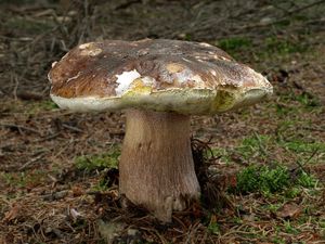 Klikni pro velký obrázek