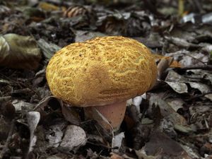 Klikni pro velký obrázek