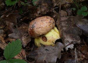 Klikni pro velký obrázek