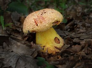 Klikni pro velký obrázek