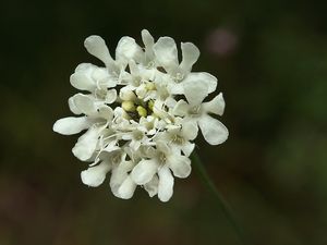 Hlaváč bledožlutý (Scabiosa ochroleuca L.)