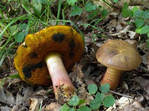 Klikni pro velký obrázek