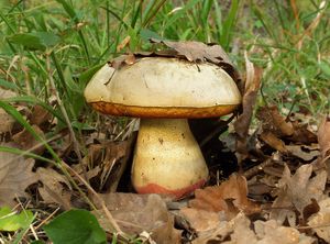 Klikni pro velký obrázek