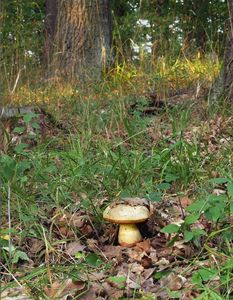 Klikni pro velký obrázek