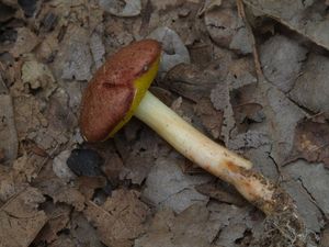 Klikni pro velký obrázek