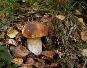 Klikni pro velký obrázek